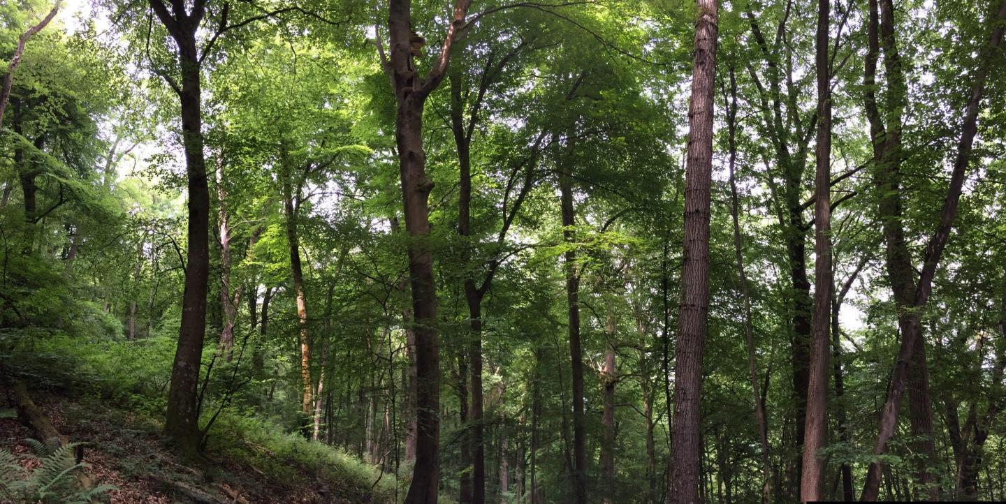 Beech Tree Population