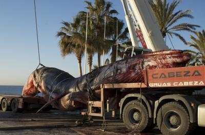 The Fin Whale, under More Threat in the Mediterranean Than Thought (1 of 2)