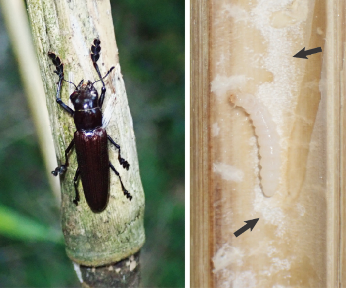 Lizard beetles