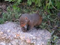 Mongoose (2 of 2)