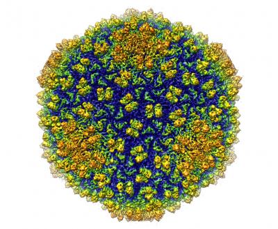 Image of Bacteriophage Epsilon15