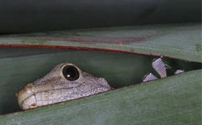 Gecko Hiding