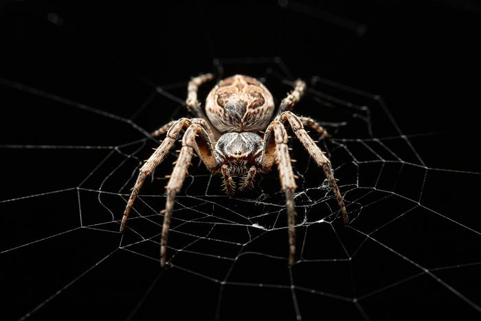 Discovering Spider Silk's Hidden Role in Sound Detection: A New Frontier for Microphone Technology