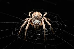 Larinioides sclopetarius helped researchers from Binghamton University investigate how spiders listen to their environment