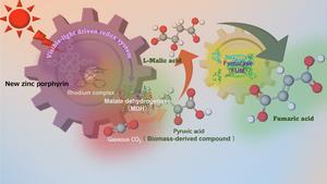 A schematic diagram of how fumaric acid is produced from carbon dioxide using solar energy