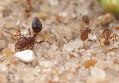 Crazy Ants Neutralize Fire Ant Venom