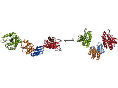 How Viruses Destroy C.diff