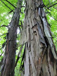 Genomic signatures of trees such as this shagbark hickory from Michigan can determine where the species survived the last ice age.
