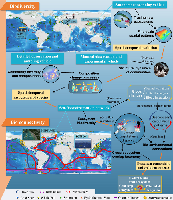 Integration process of studying organisms in a deep-sea environment from biodiversity to bio connectivity.