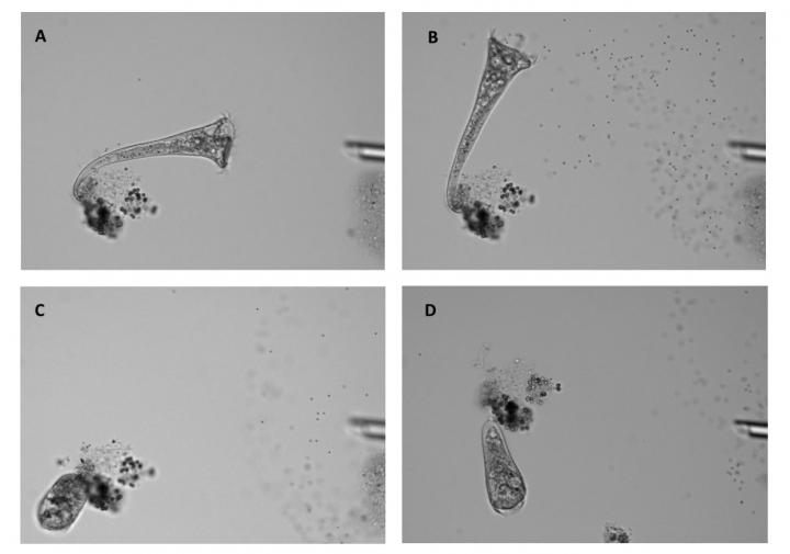 <i>Stentor roeseli</i> Behavior