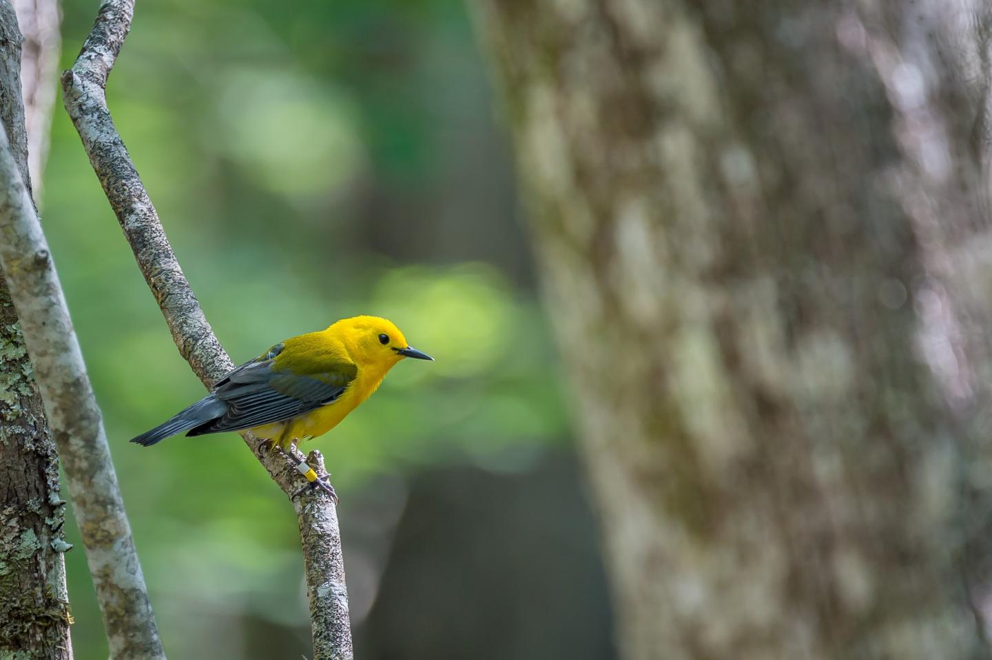 Prothonotary Warbler