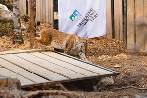 Lynx relocation, Slovenia