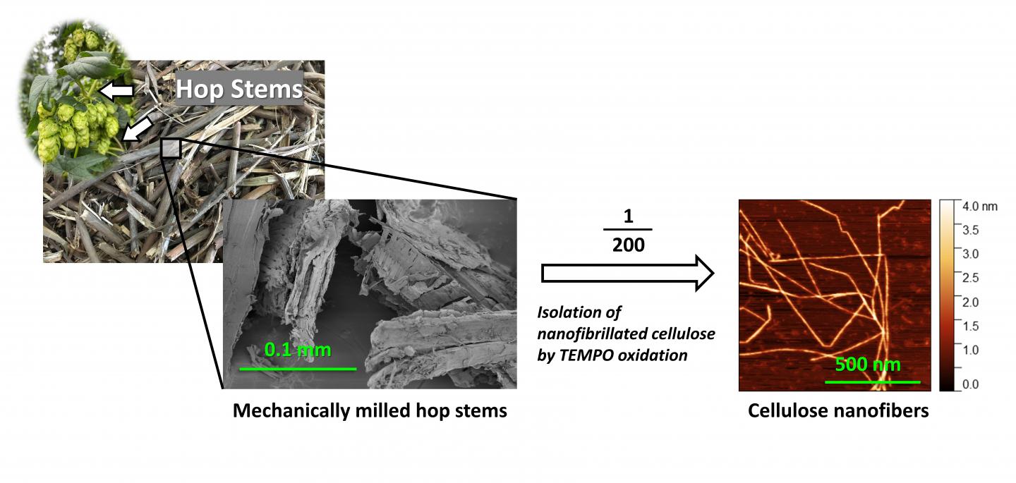 Upcycling of agri-industrial waste hop stems into cellulose nanofibers