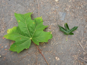 Leaf comparison