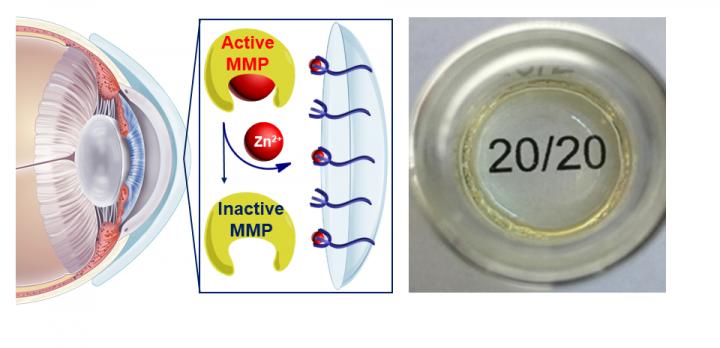 Hydrogel Contact Lens -- Corneal Melting