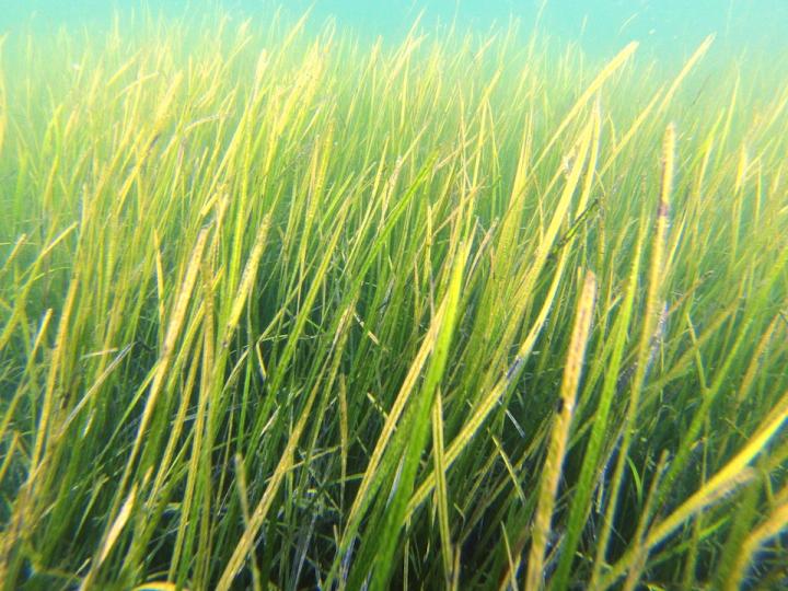 Seagrass underwater