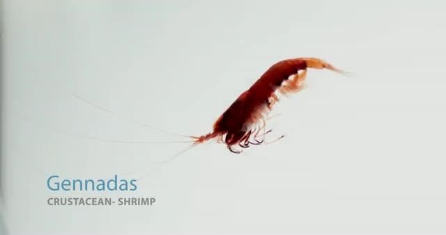 Crustacean- Shrimp