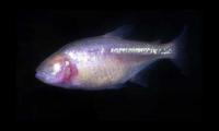Astynax, a Blind Cave Fish