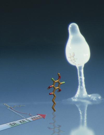 <i>Dictyostelium</i> Fruiting Body