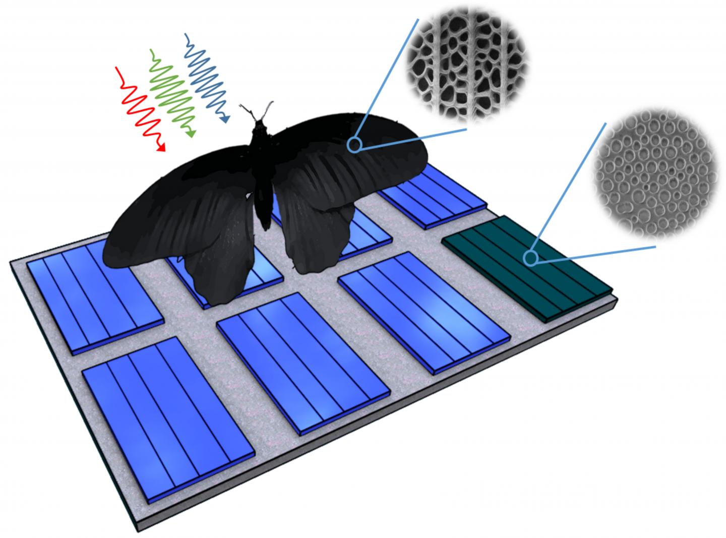 Butterfly Wing Inspires Photovoltaics: Light Absorption Can Be Enhanced by Up to 200 Percent