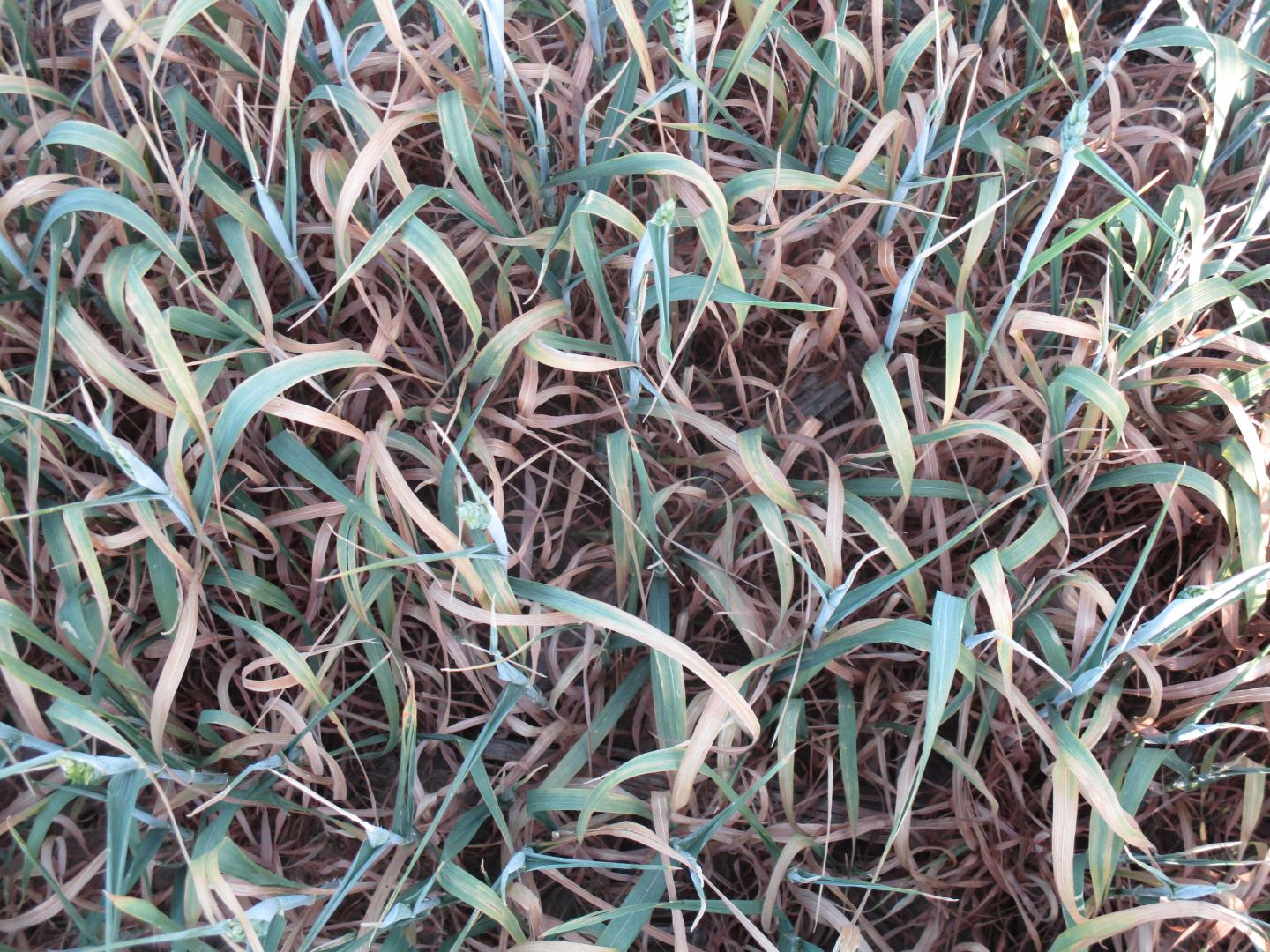 Wheat Suffered from Drought during the Summer of 2018