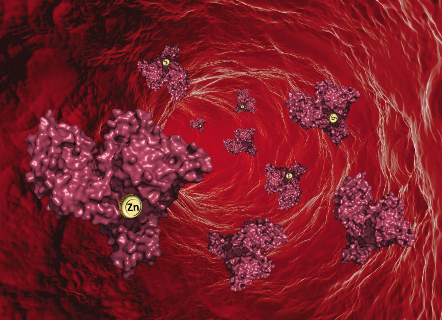 Here's How Your Body Transports Zinc to Protect Your Health