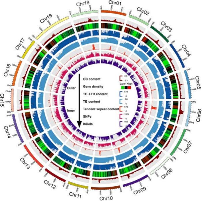 Overview of the T2T and gap-free genome of Thompson Seedless.