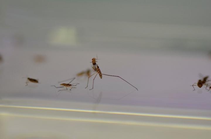 Same gene drives male water striders' exceptionally long legs and the inclination to use them as weapons
