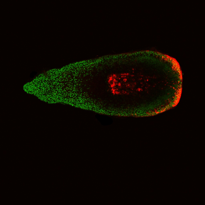epiA tagRFP G2 hatchling