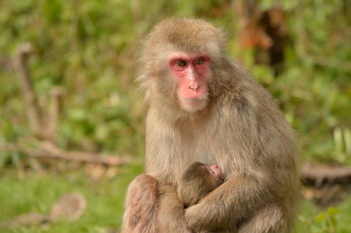 A female Japanese macaque nursing her few days old infant. Japanese macaques, also known as snow monkeys, give birth in spring to early summer. This early summer birthing season allows the infant to grow up and become strong enough by winter to survive th