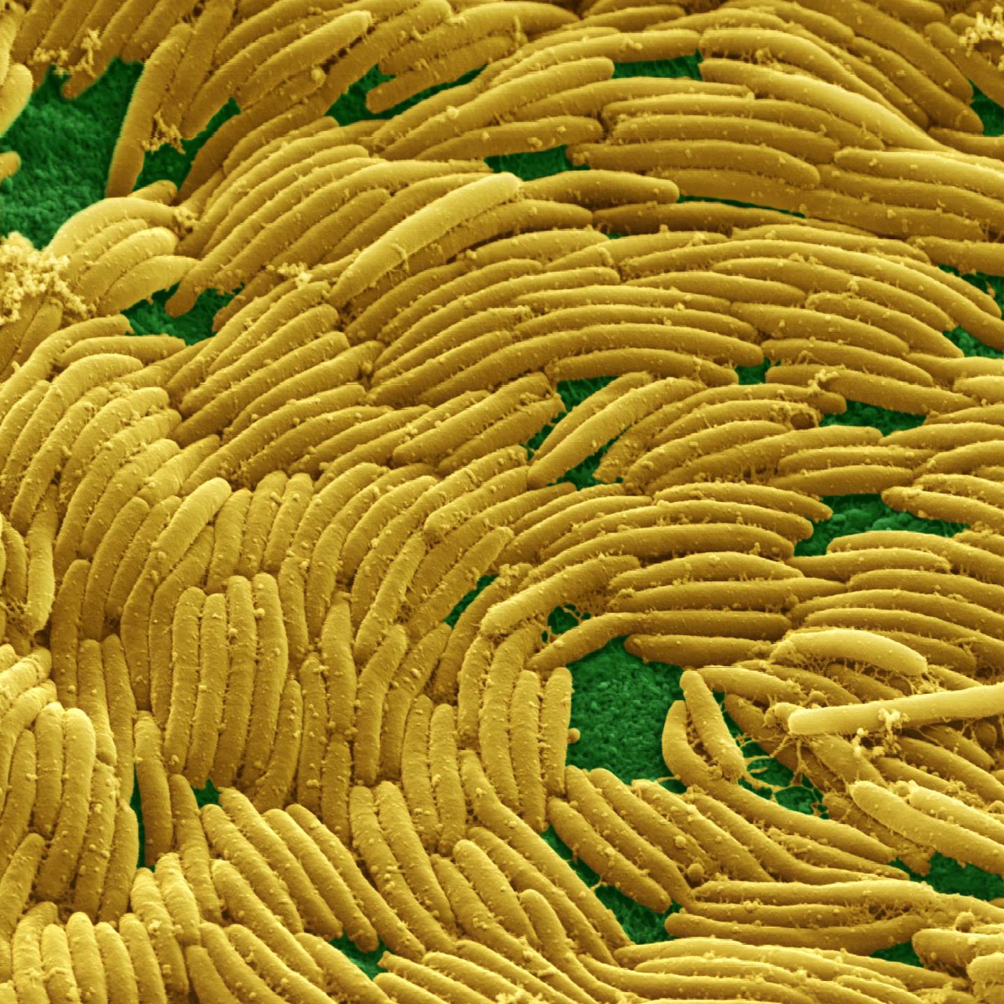 <i>Myxococcus xanthus</i>