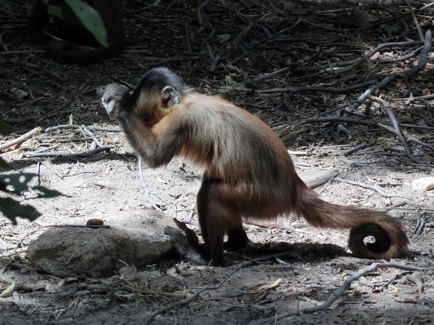 Monkeys in Brazil Have Used Stone Tools for Hundreds of Years
