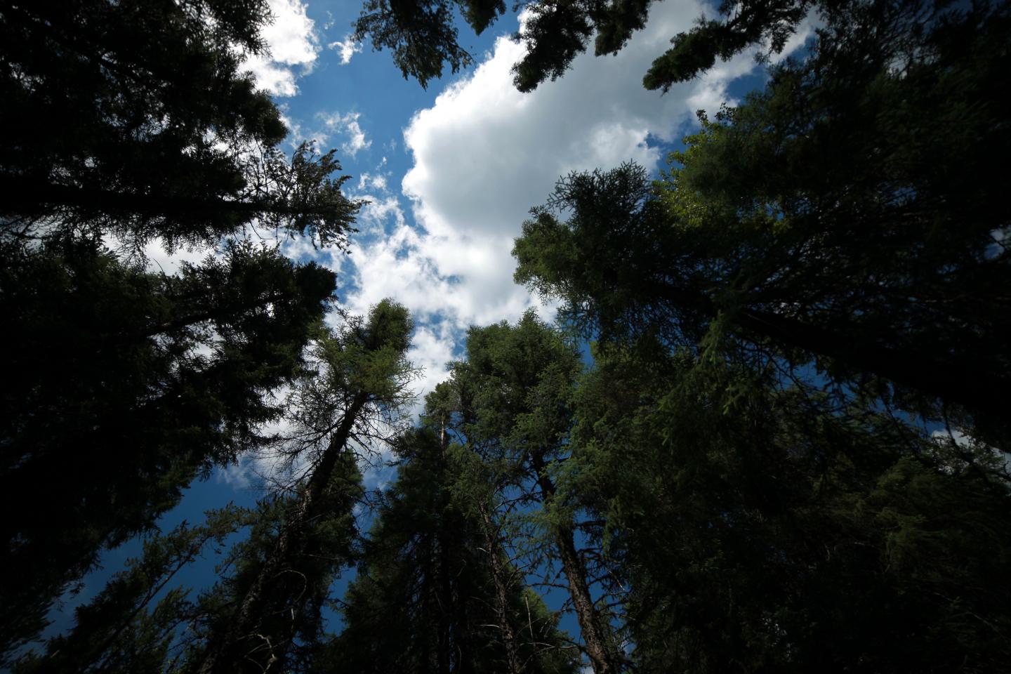 Eastern Black Spruce Trees May Be Resilient to Climate Change (2 of 6)