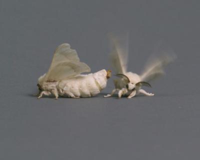 Silkworm Moths
