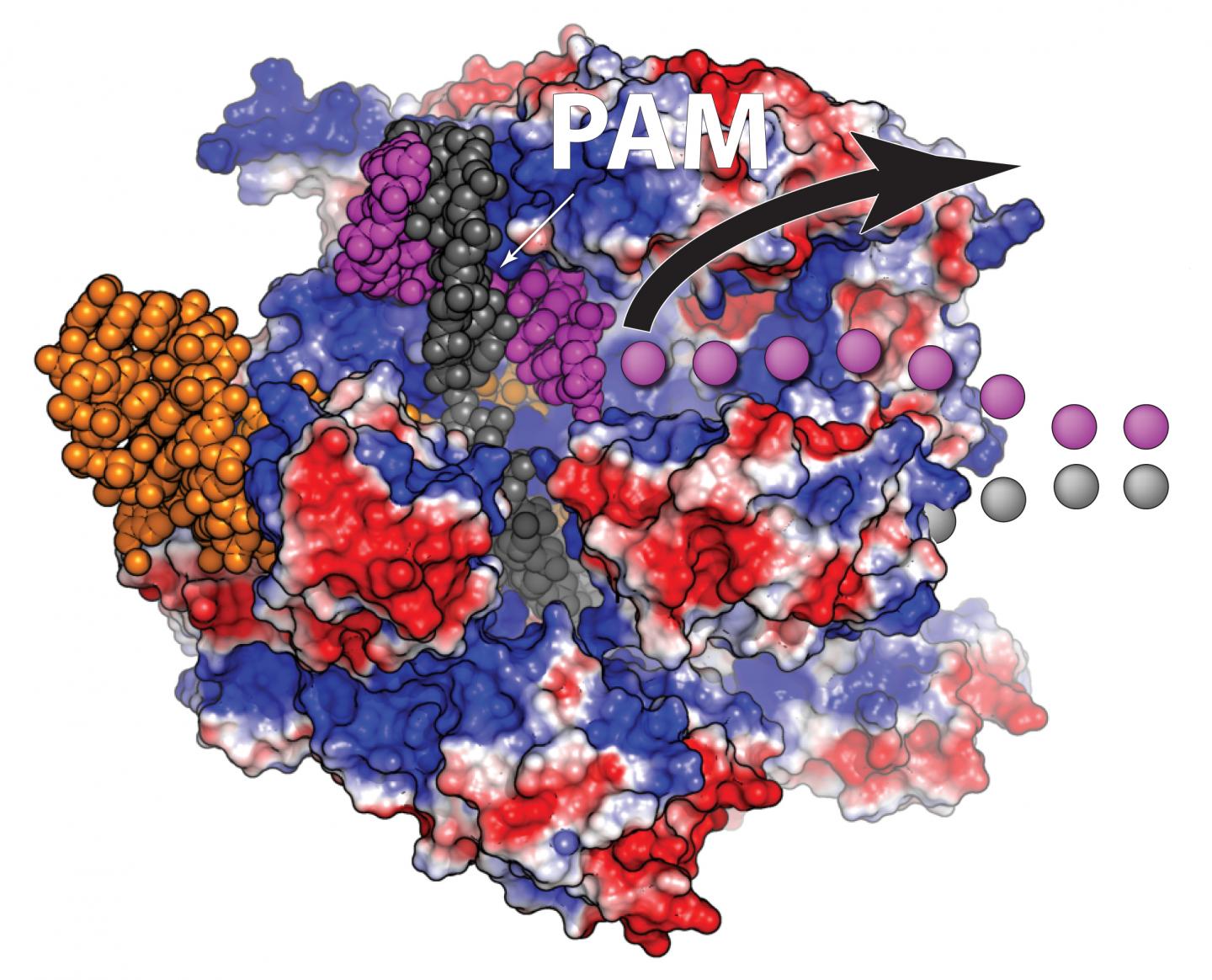 Loose End after Cas9 binding