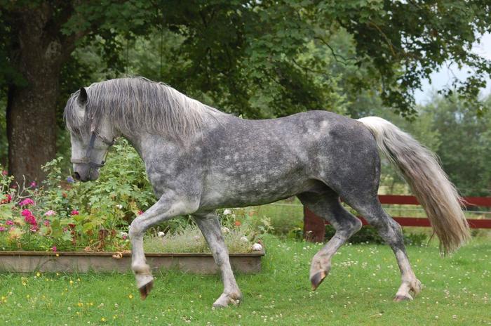 Slow greying Connemara stallion at 23 years.