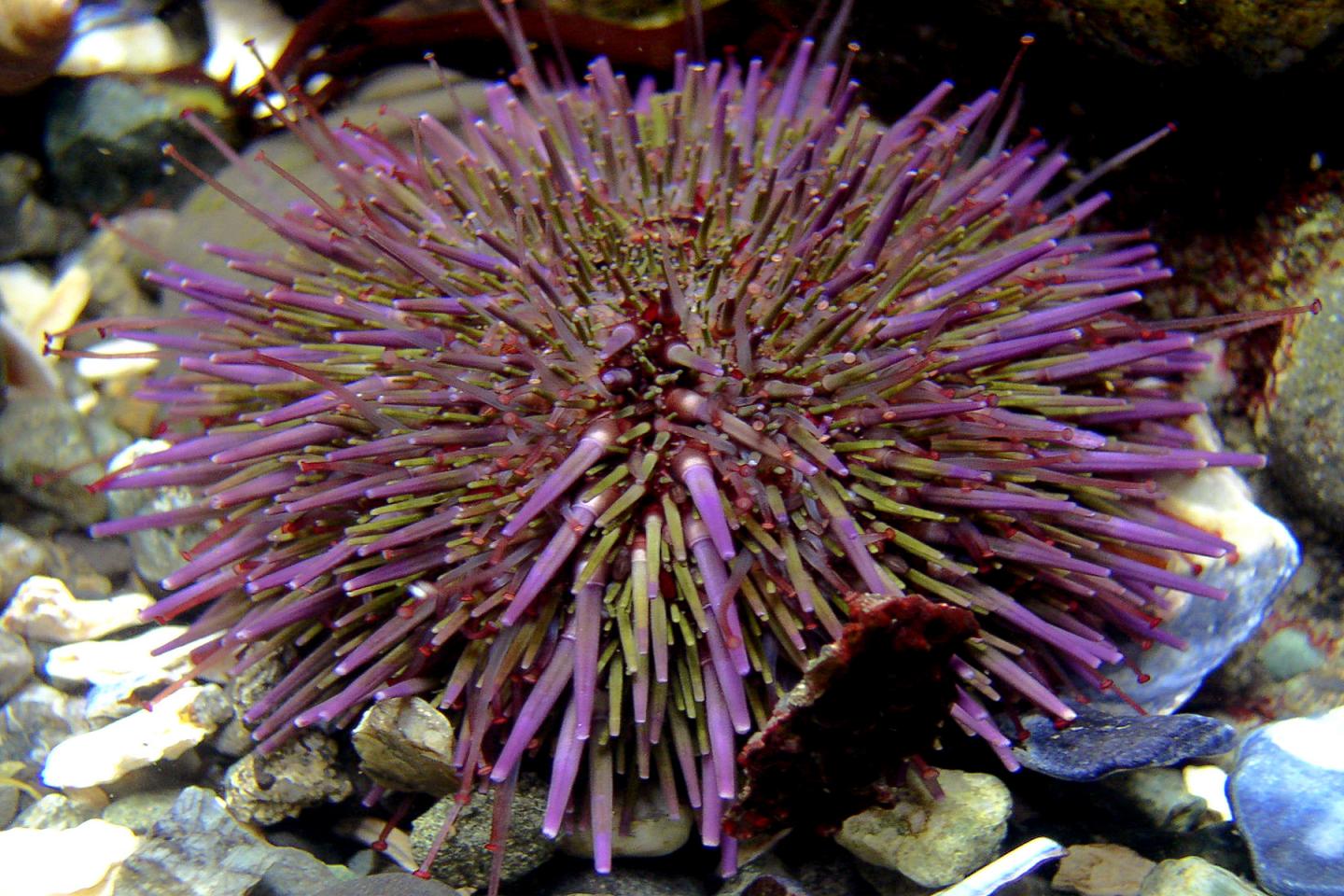 Sea Urchin