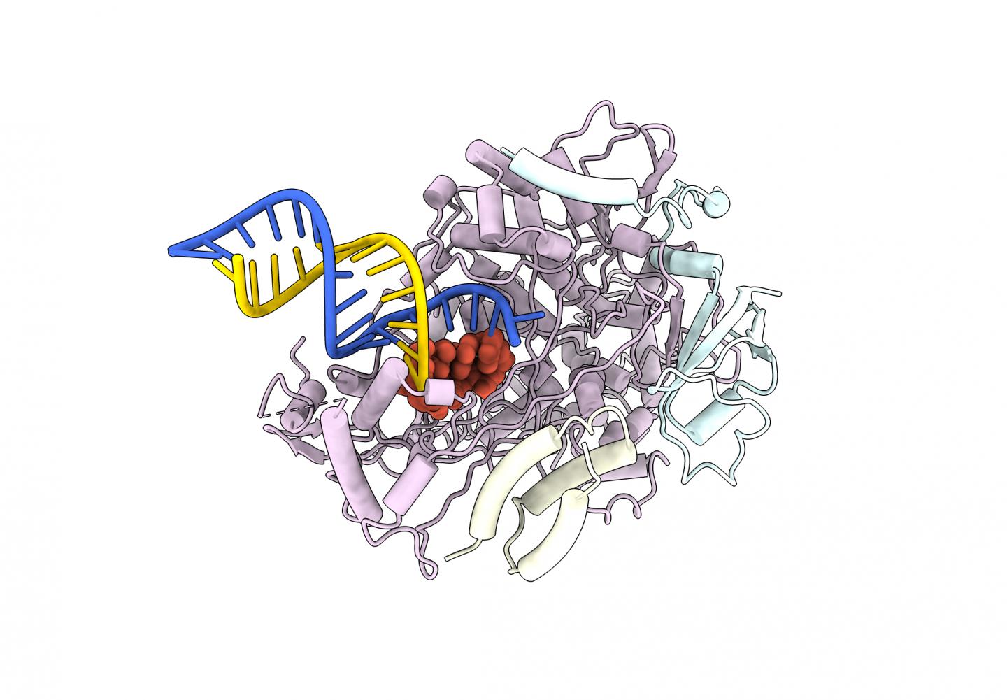 How remdesivir blocks copying of viral genetic material