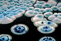 <em>Streptomyces</em>