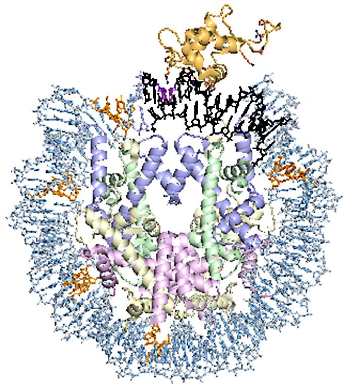 Binding Power, Nucleosome