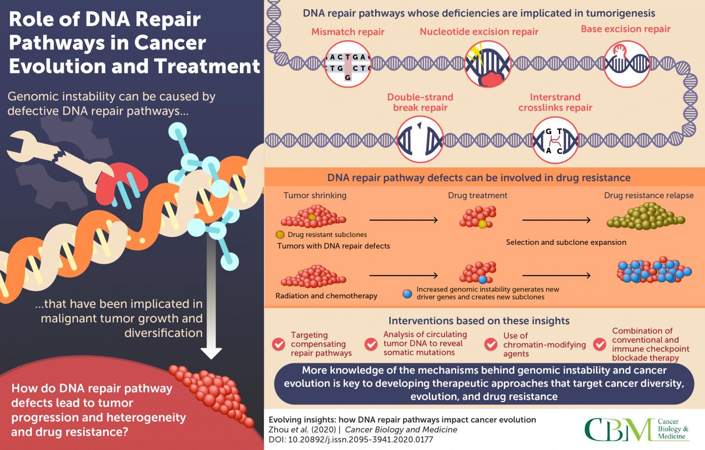 Fixer Upper Understanding The Dna Repair Toolkit To Chart Cancer Evolution Science Codex