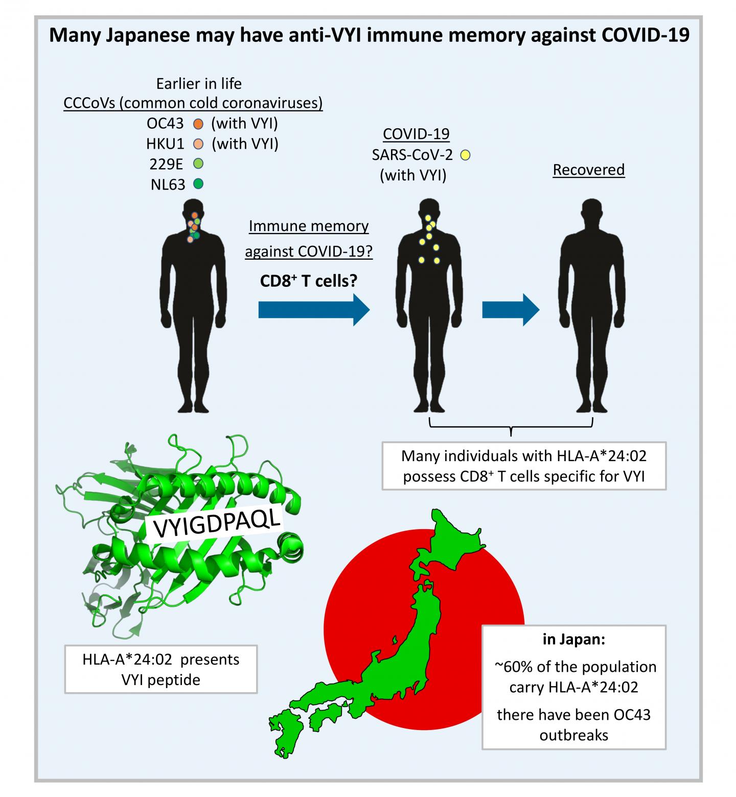 Many Japanese may have anti-VYI immune memory against COVID-19