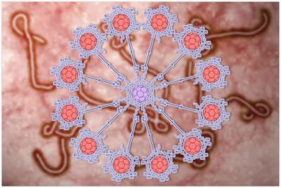 A Giant Fullerene System Inhibits the Infection by an Artificial Ebola Virus
