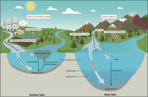 External nutrient input and in-lake biogeochemical processes that regulate the productivity of lake ecosystems are related to lake depth
