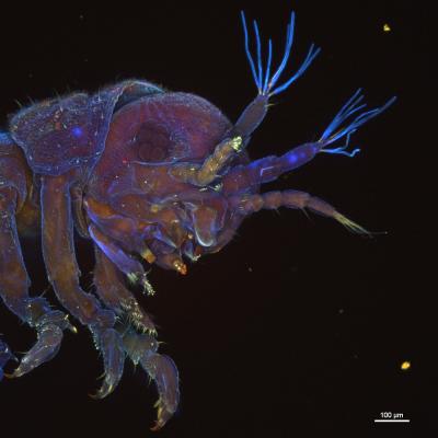 <i>Limnoria</i> -- The Wood-Eating Gribble