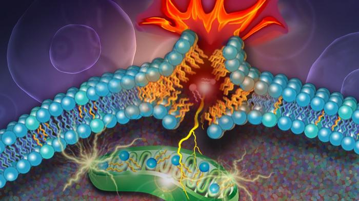 Researchers Discover That a Rare Fat Molecule Helps Drive Cell Death