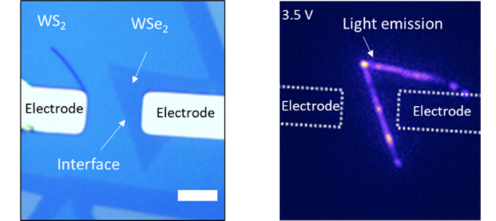 Light emission from the boundary between two different TMDCs.