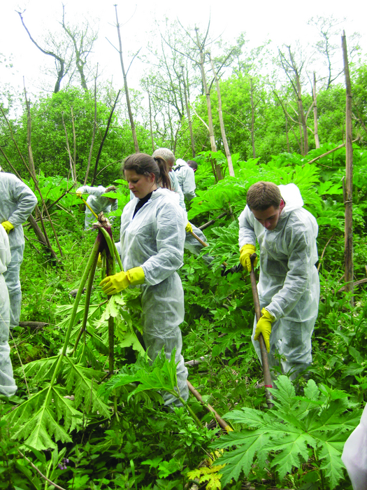 Volunteers remove giant hogweed