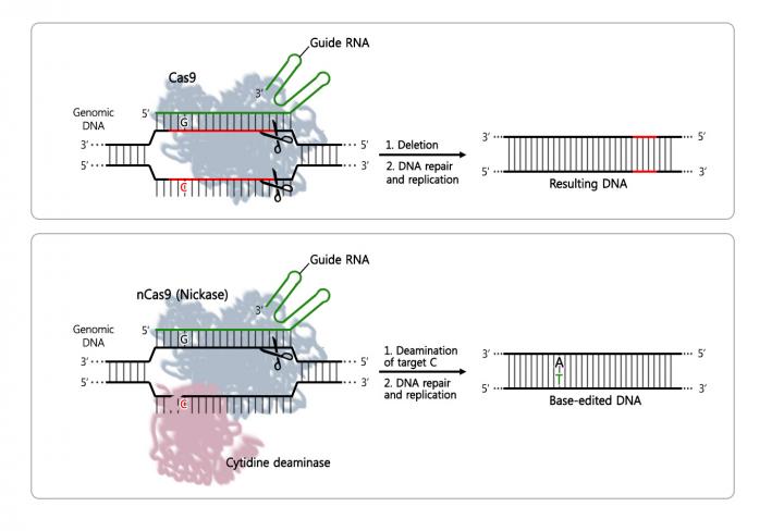 Comparison between the Two Gene Scissors: the Third-Generation CRISPR-Cas9 Technique and the Base Ed