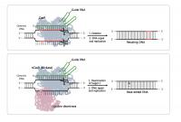 Comparison between the Two Gene Scissors: the Third-Generation CRISPR-Cas9 Technique and the Base Ed